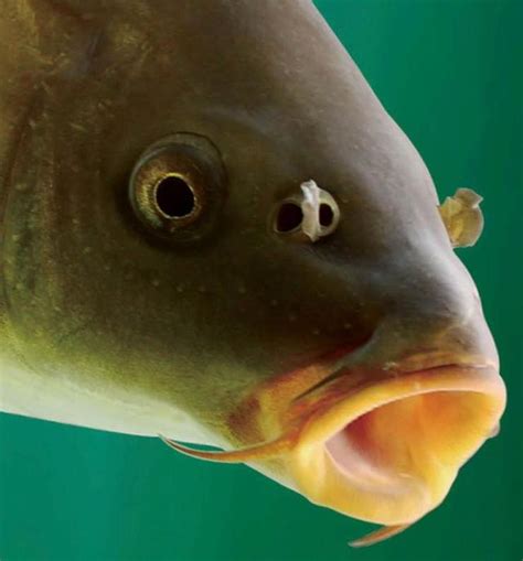 鼻子有骨頭嗎 什麼魚最好養